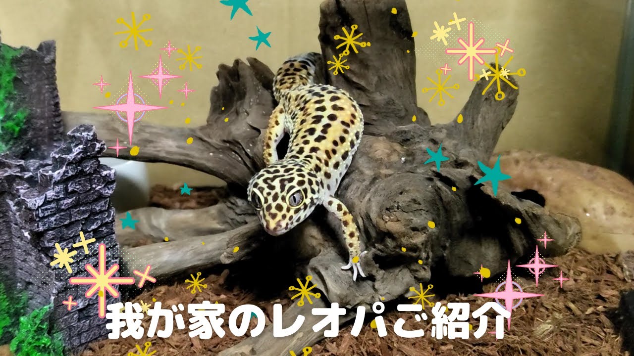レオパ餌やり　我が家のレオパご紹介　【レオパ飼育日記＃1】