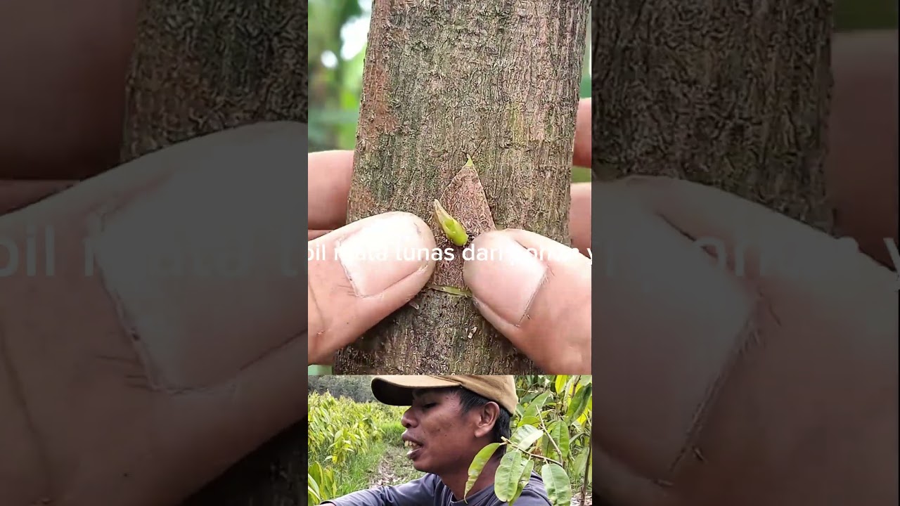 tempel mata tunas. #okulasi #grafting #tutorial #topworking #samcuk #kebun #fruit #plant