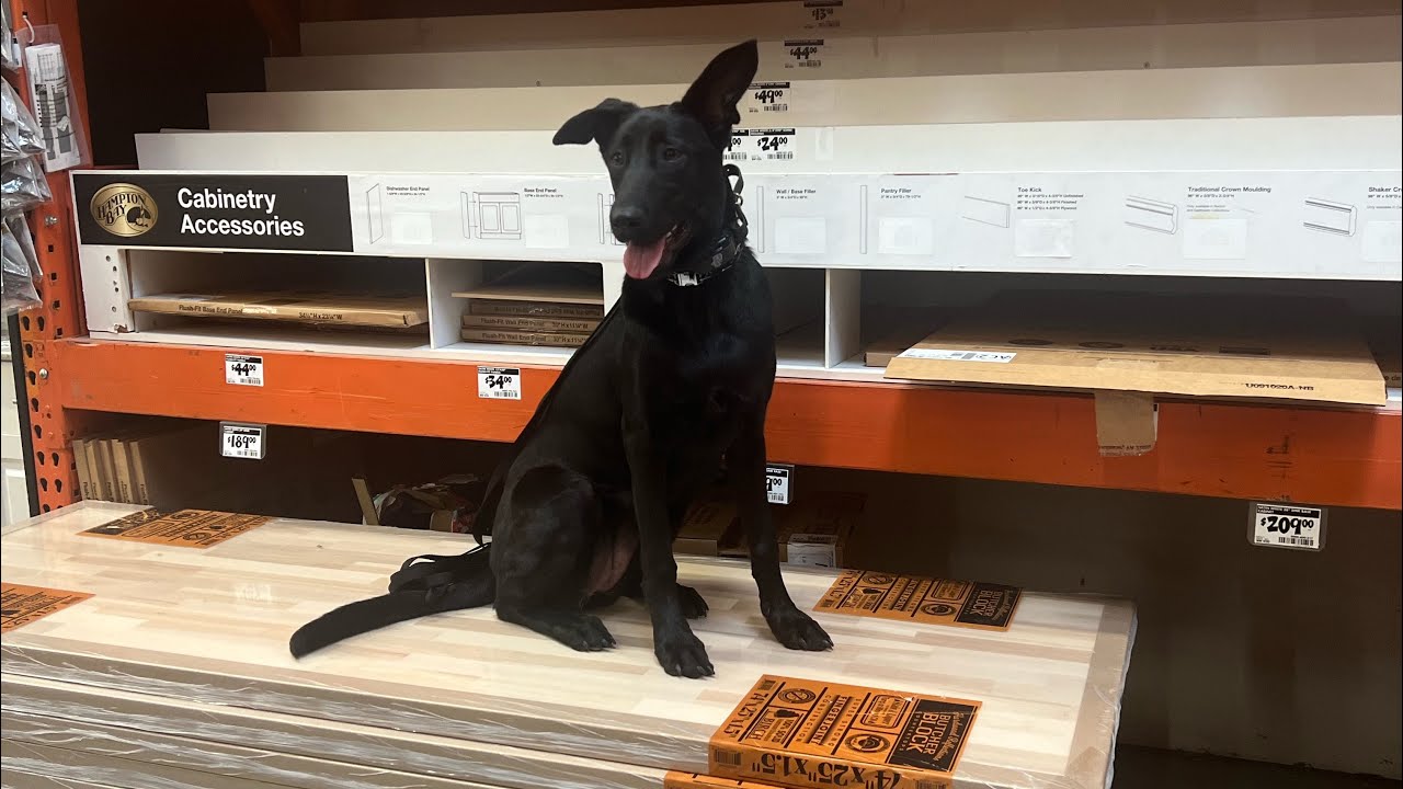 Little Miss Riley | 6 month old ￼Malinois lab mix | 2 week board & train