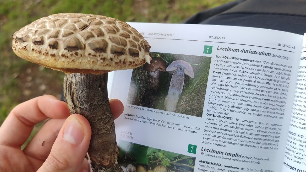 INTRODUCCIÓN AL BOLETO DE CHOPO COMESTIBLE (Leccinum duriusculum)
