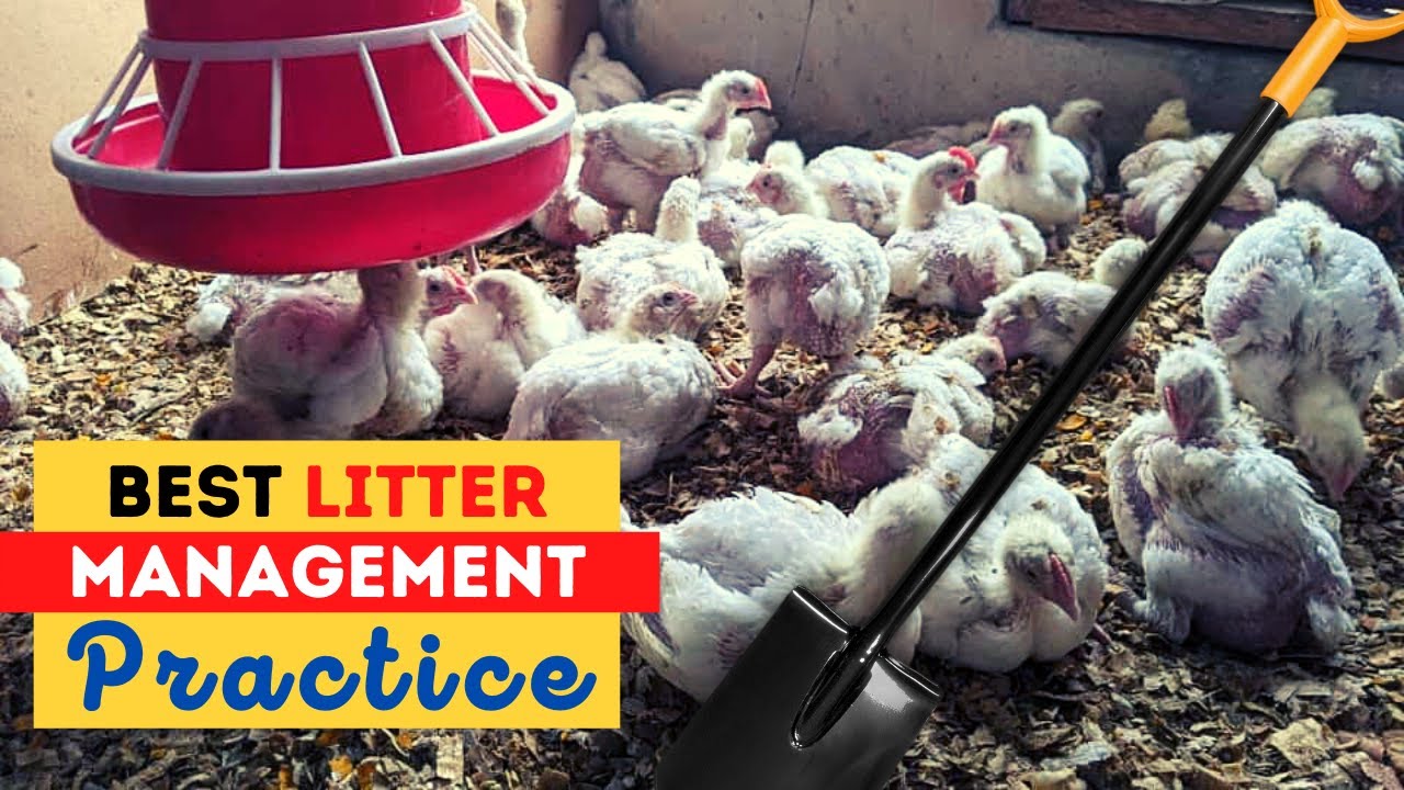 Perfect Time to Change Chicken Coop Bedding | Chicken Litter Management