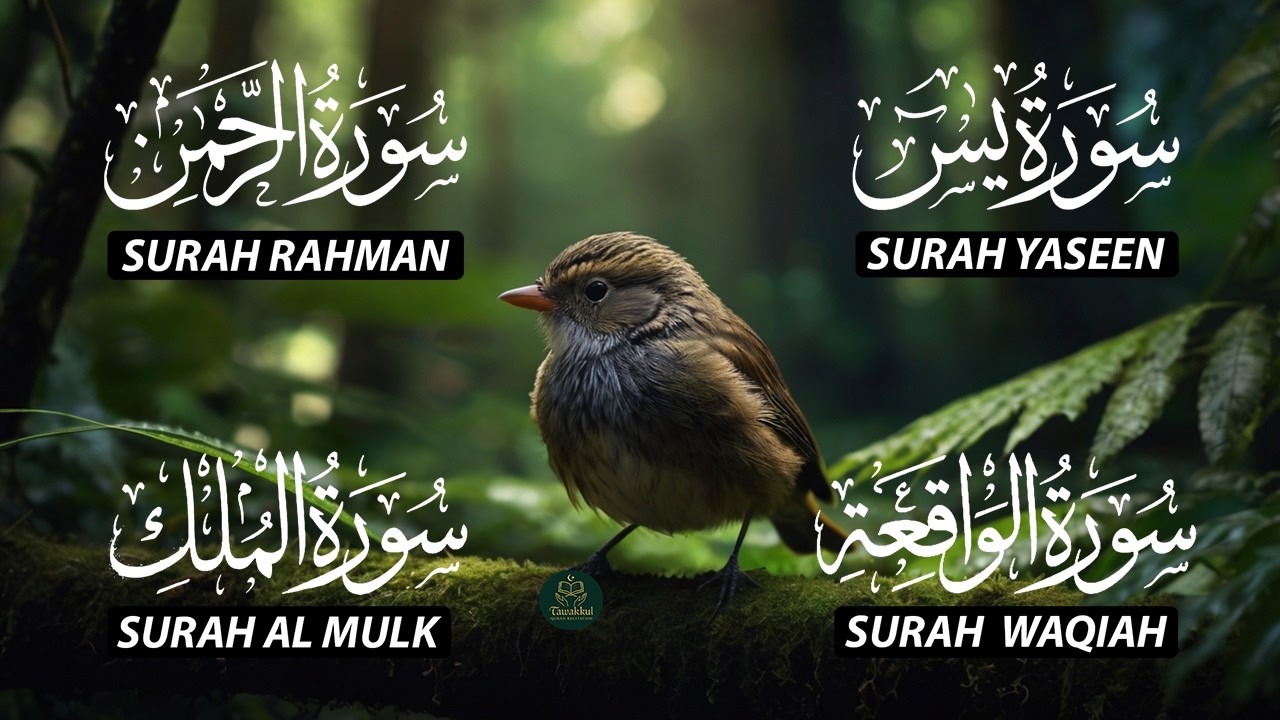 Magical Recitation Surah Yaseen (Yasin) | Surah Rahman | Surah Waqiah | Surah Mulk