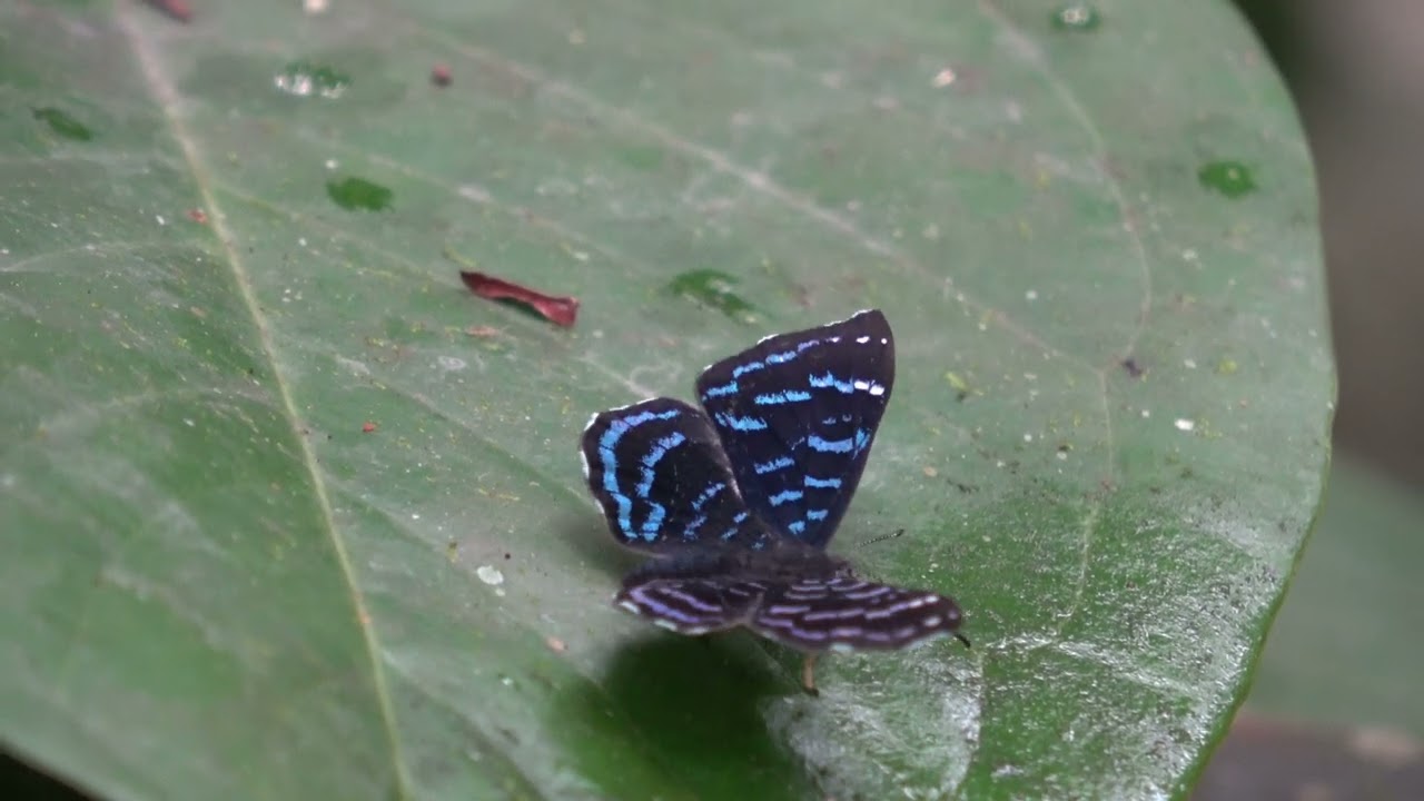 Am I tripping balls or is this real? Ionothus alector / Metalmark butterfly