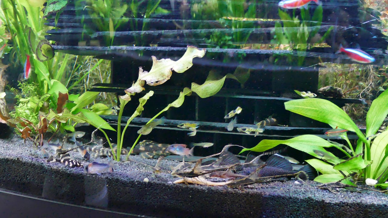 Repashy Test Juwel Vision 450 a