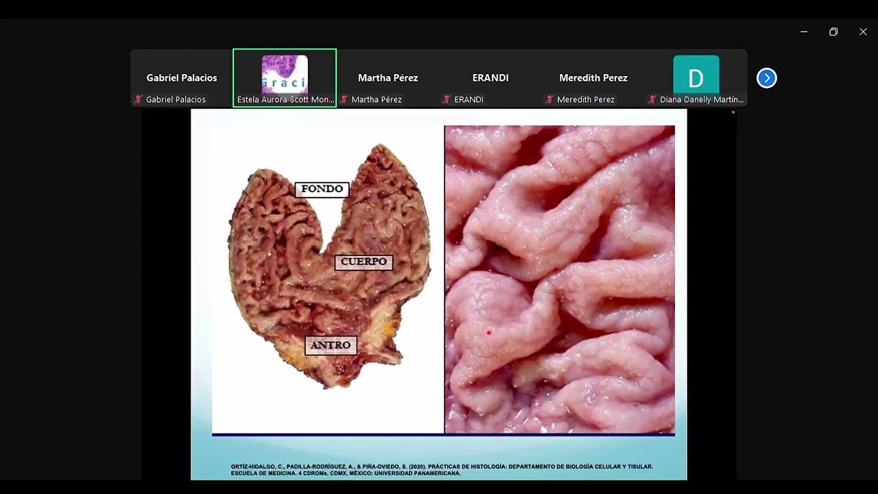 Histología Scott - Clase 23 ([L6 Esófago, I. delgado e I. grueso) [23/09/2024]