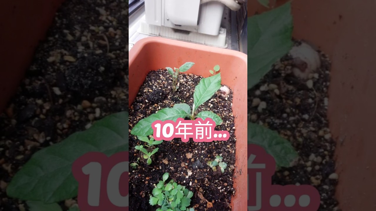 種から育てたビワの木#shorts #ビワの木#びわ