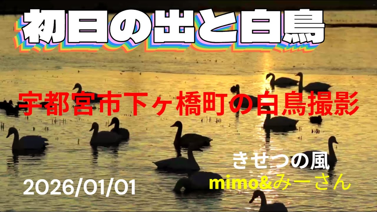 初日の出と白鳥　宇都宮市下ヶ橋町の白鳥撮影　きせつの風　2026/01/０１