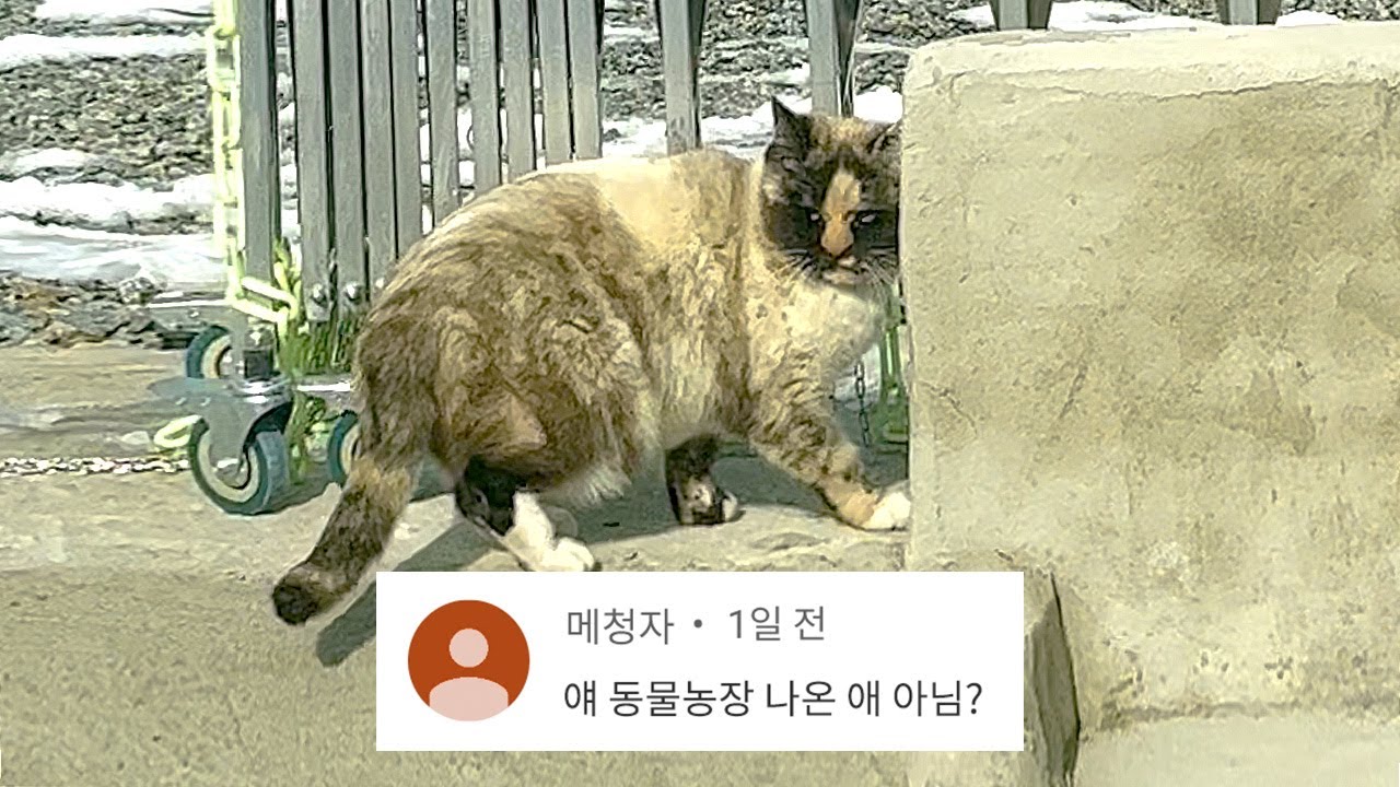 이웃집 코봉이 고양이 알고 봤더니... 제보 속출