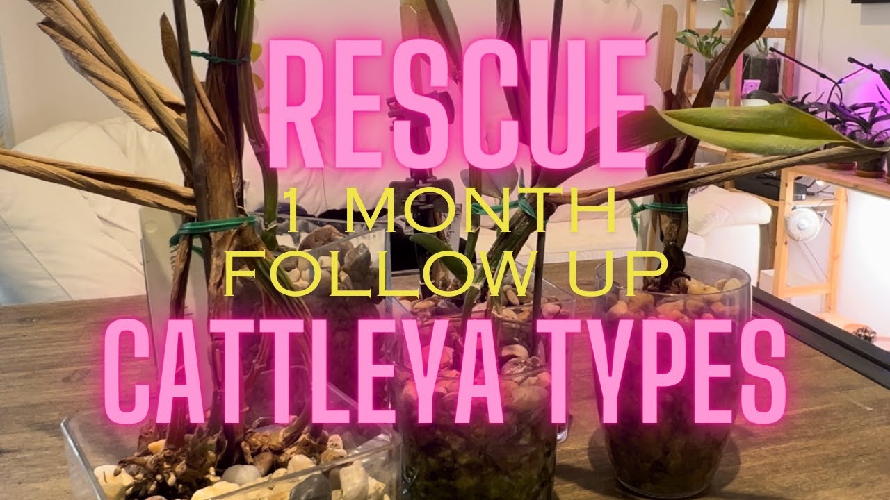 Rescue Cattleyas, How are they now? #growingorchids #orchid #orchidchat #followuporchids