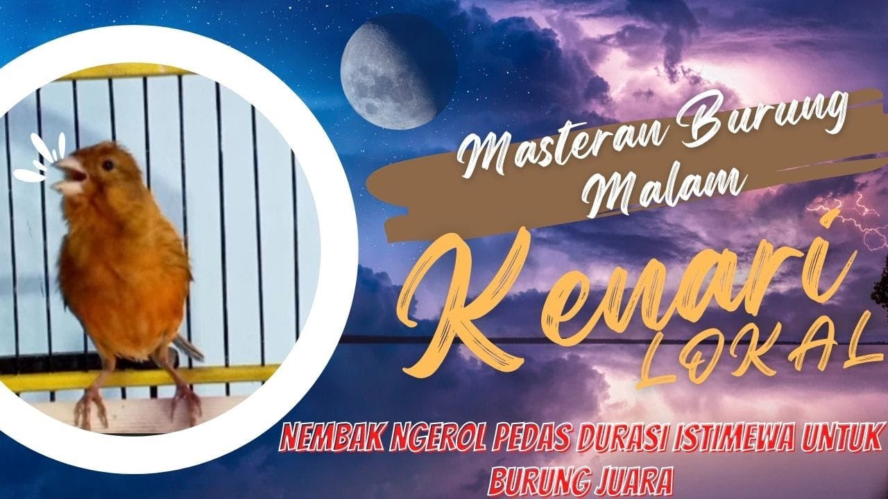 Masteran Malam Hari Kenari Nembak Ngerol Untuk Burung Juara #kenari #masteranburung #masterankenari
