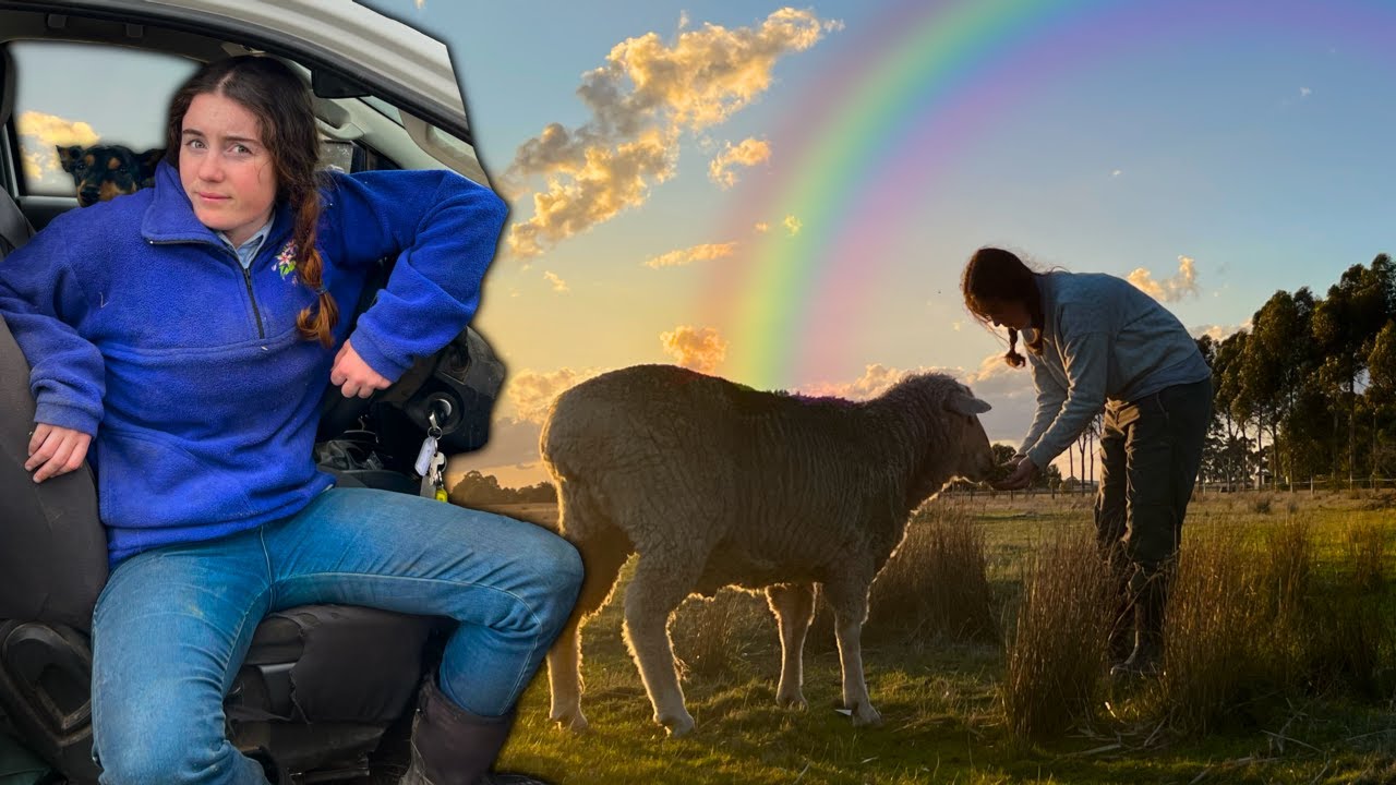 Wet Workdays + Saying Goodbye 🙁 Australian Sheep Farm Vlog