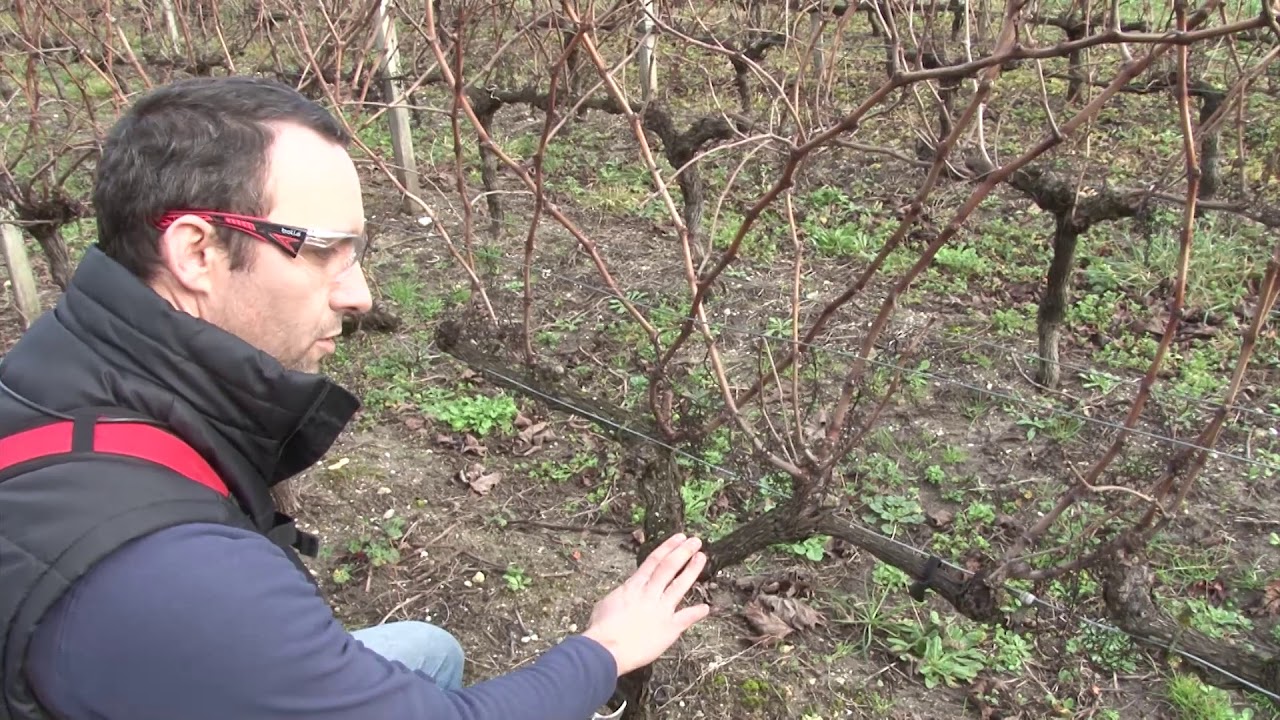 taille de la vigne EPLEFPA33