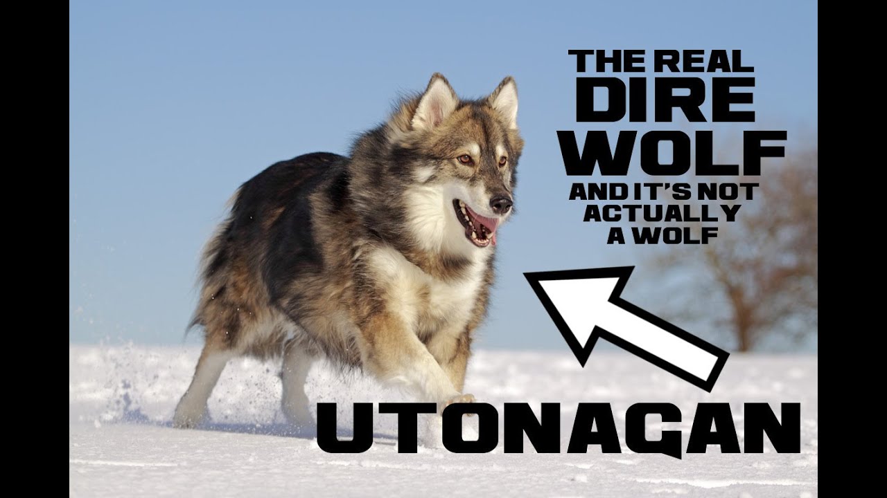 Utonagan Facts - The Real Dire Wolf (and it's not actually a wolf) - Animal a Day U Week