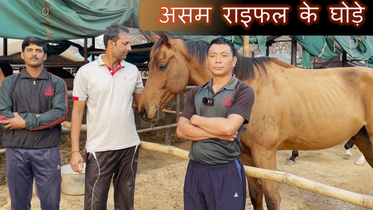 असम राइफल के घोड़े || ASSAM RIFLES HORSES ||