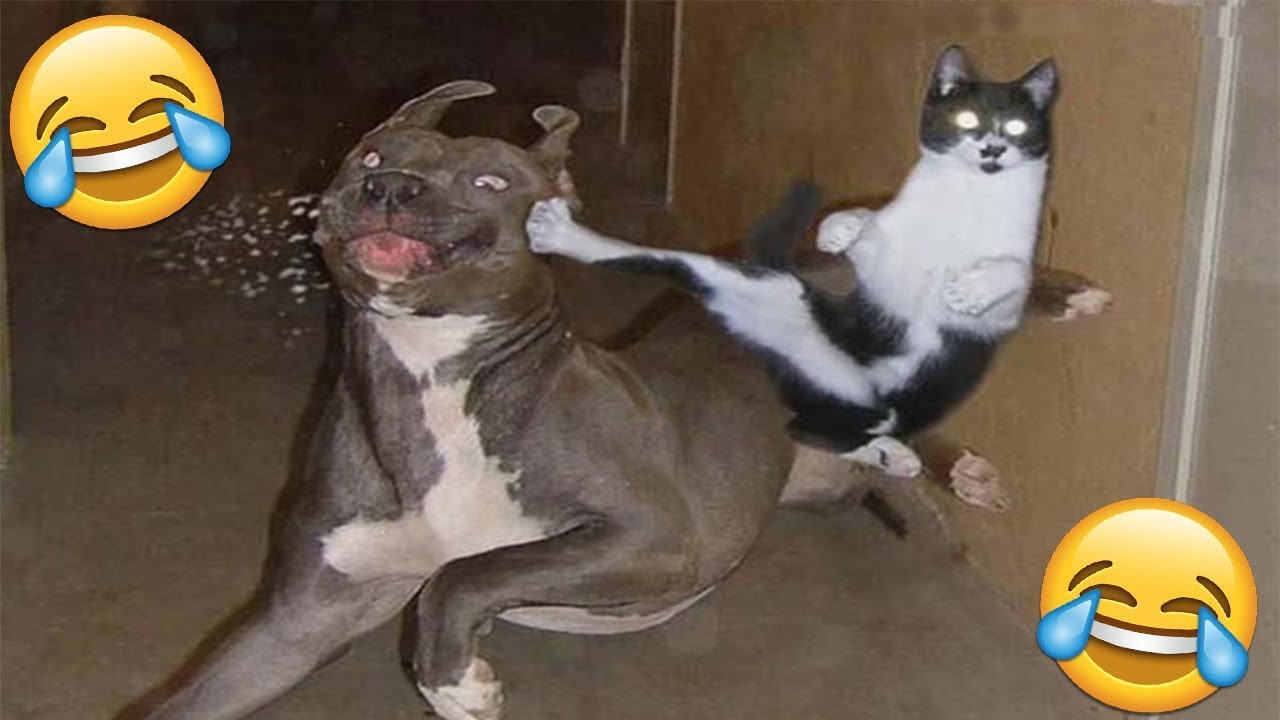 Wait Until You See What Happens Next! 🤣 Funniest Dog Moments 2026 #13