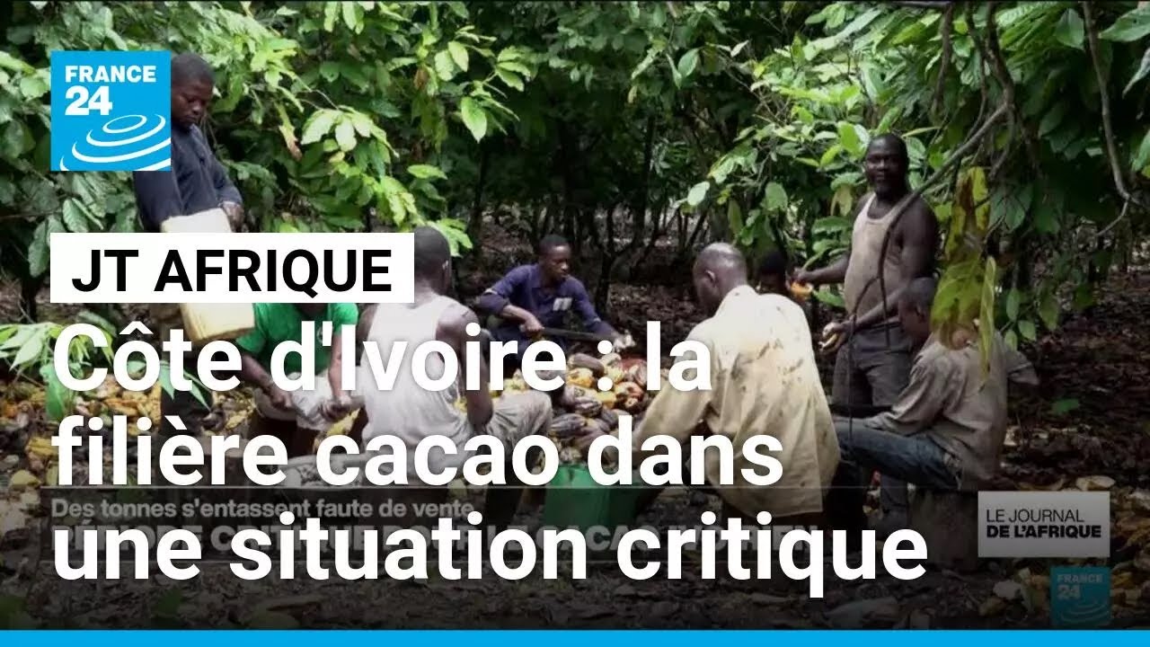 Côte d'Ivoire : la filière cacao dans une situation critique avec la chute des ventes • FRANCE 24