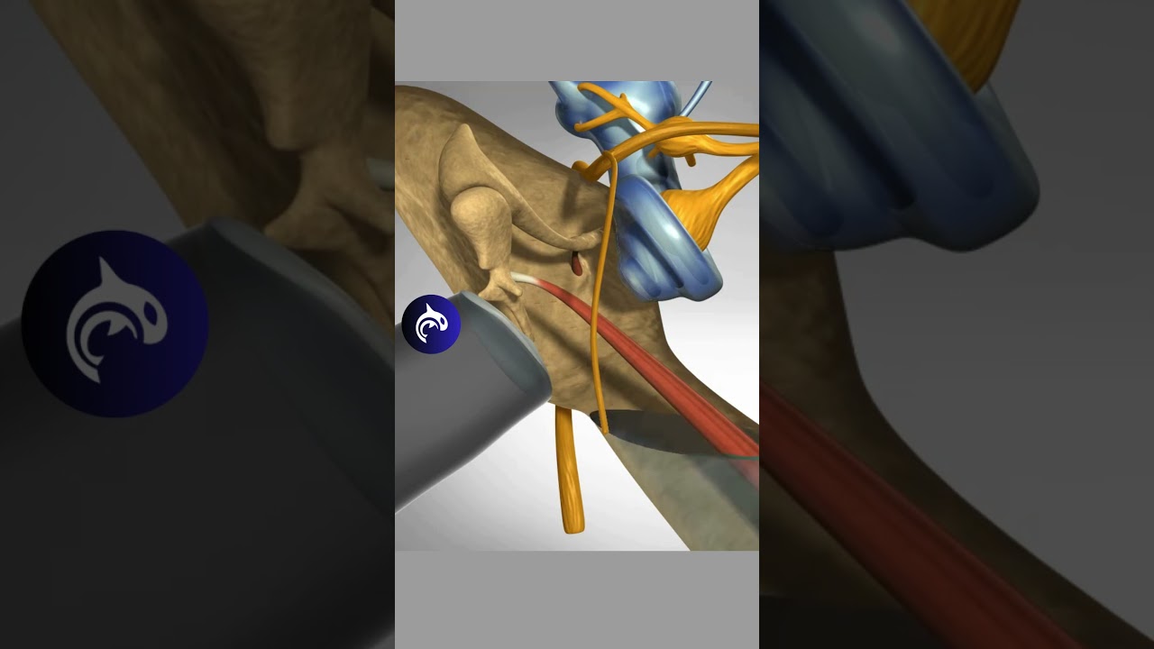 See Inside A Middle Ear Infection🦻✨