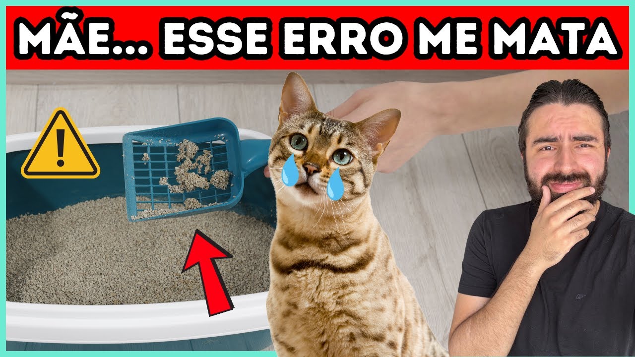 Os MAIORES Erros Na Caixa De Areia Que 99% Dos Tutores De Gatos Cometem TODOS OS DIAS!
