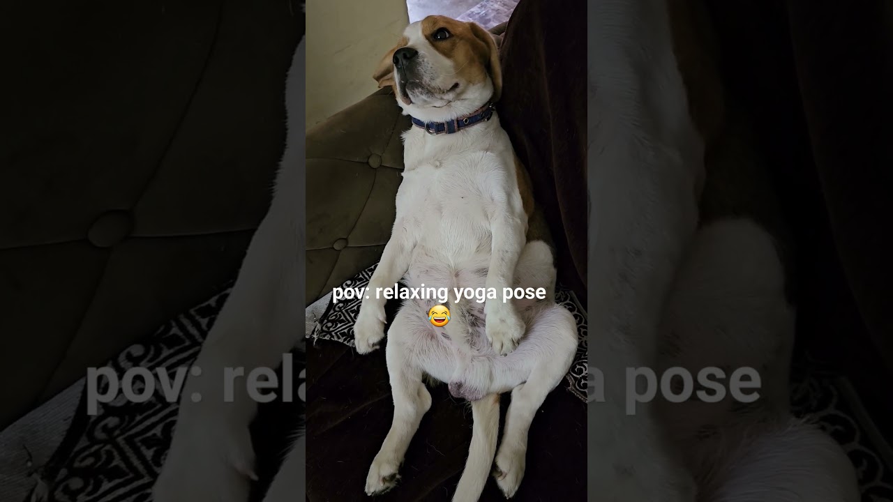 murphy's relaxing yoga pose😄
