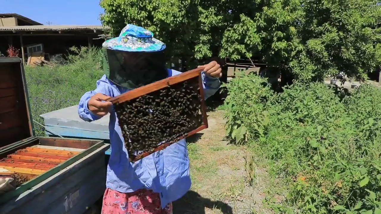 Paxtachida ayollari asalarichilik bilan shug'ullanadigan mahallani bilasiz mi?
