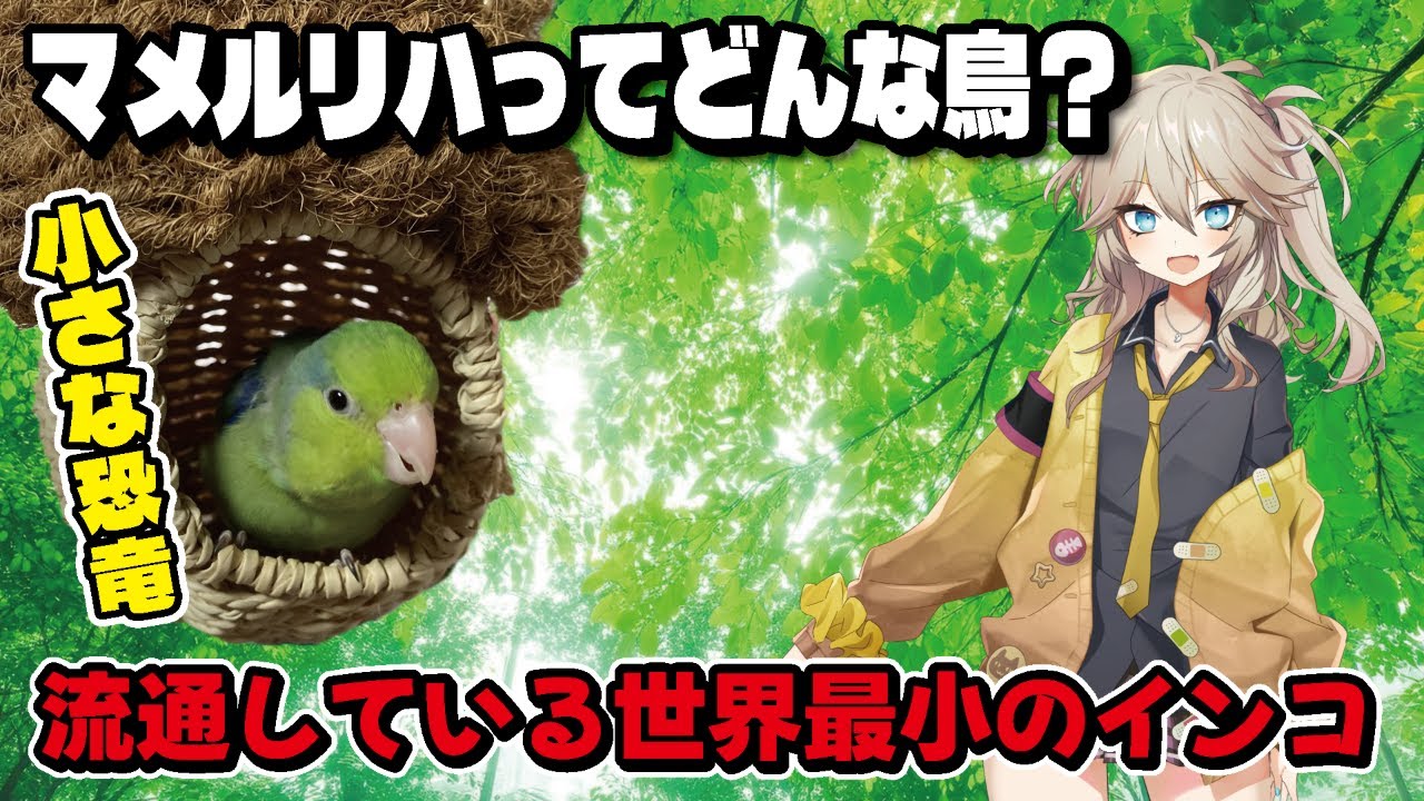マメルリハってどんな鳥？