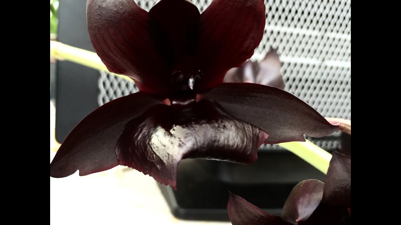 ORCHID CARE: Monnierara  Millenium Magic 'Witchcraft' LARGE BLACK ORCHID IN FULL BLOOM