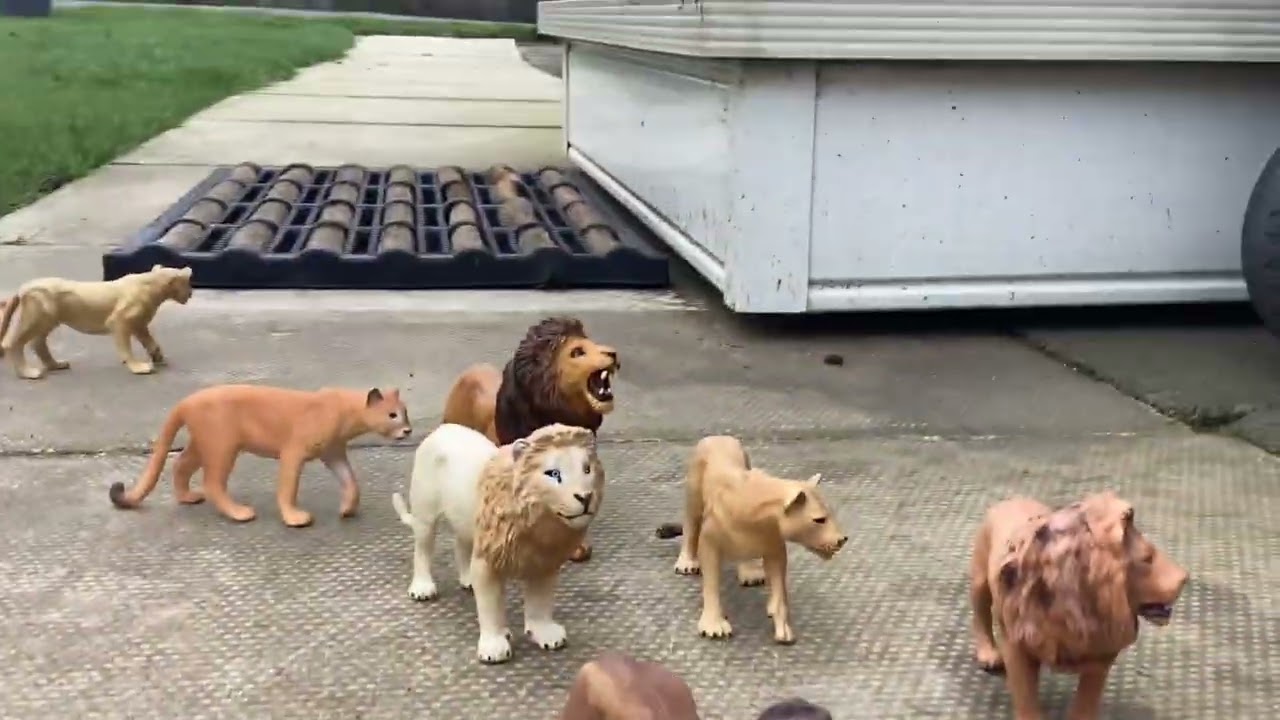 The lion Kings at war /kind of short fim/