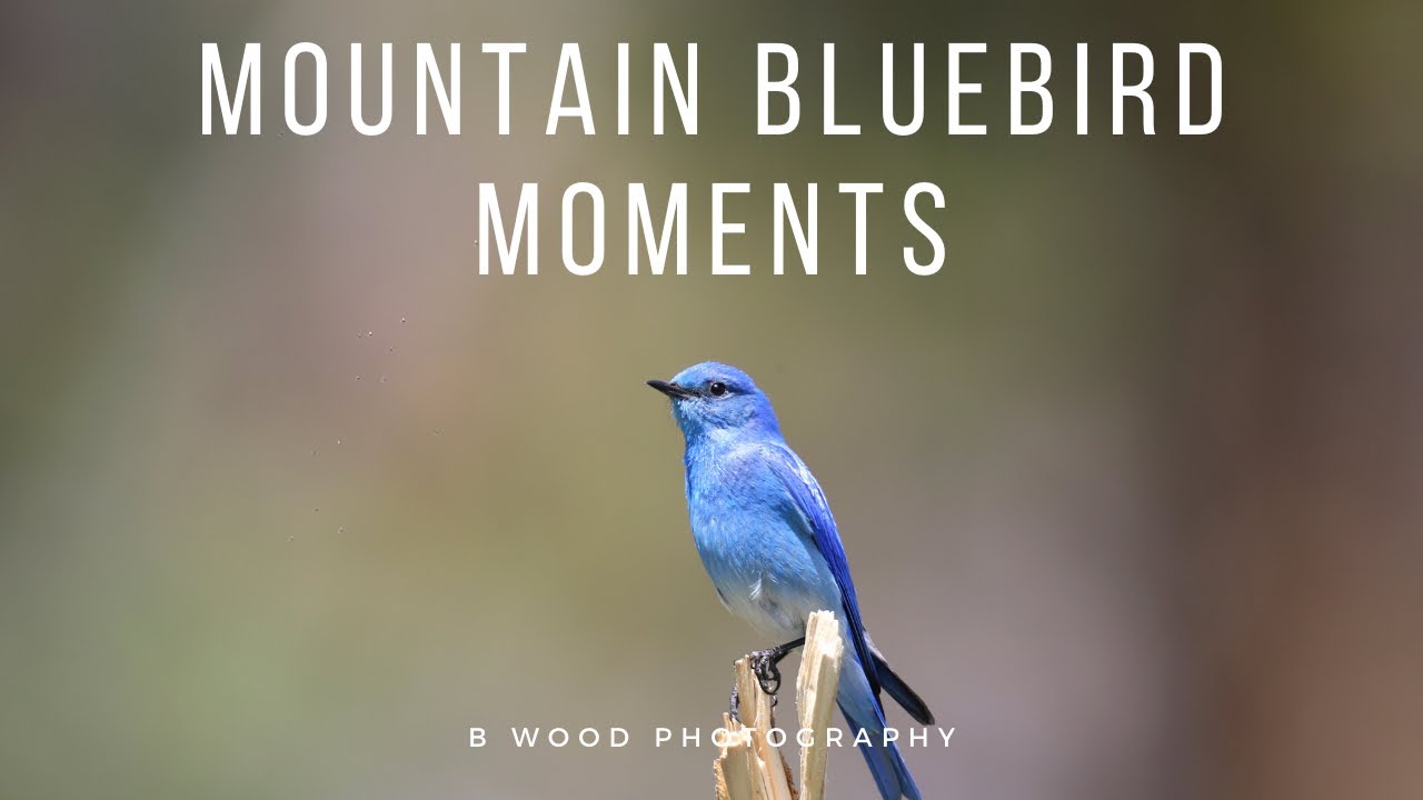 Mountain Bluebird Moments 💙