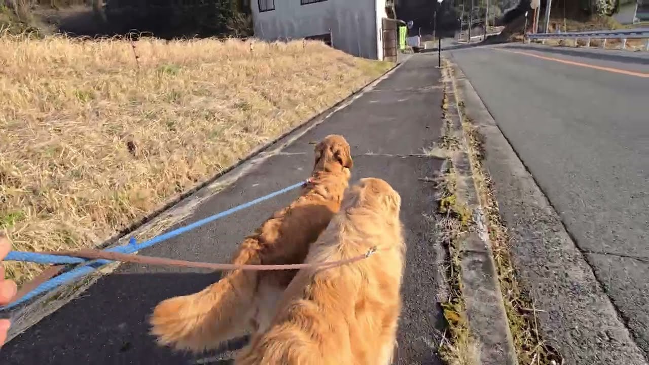 トン君（ストーン）とイロハで徒歩通勤。別名爪減らし散歩
