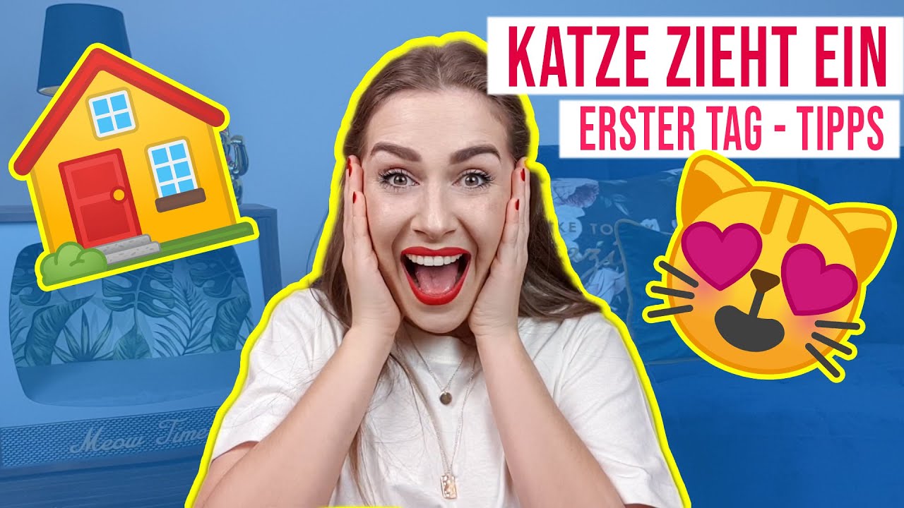 erster Tag mit einem Kitten / eine Katze zieht ein / Erstausstattung, Unsaubere Katzen / Katzentipps