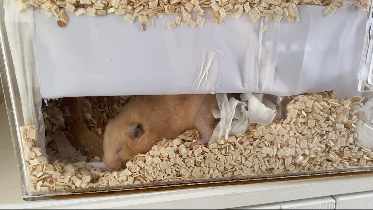 DIY Hamster CardBoard Digging Box |  Singapore