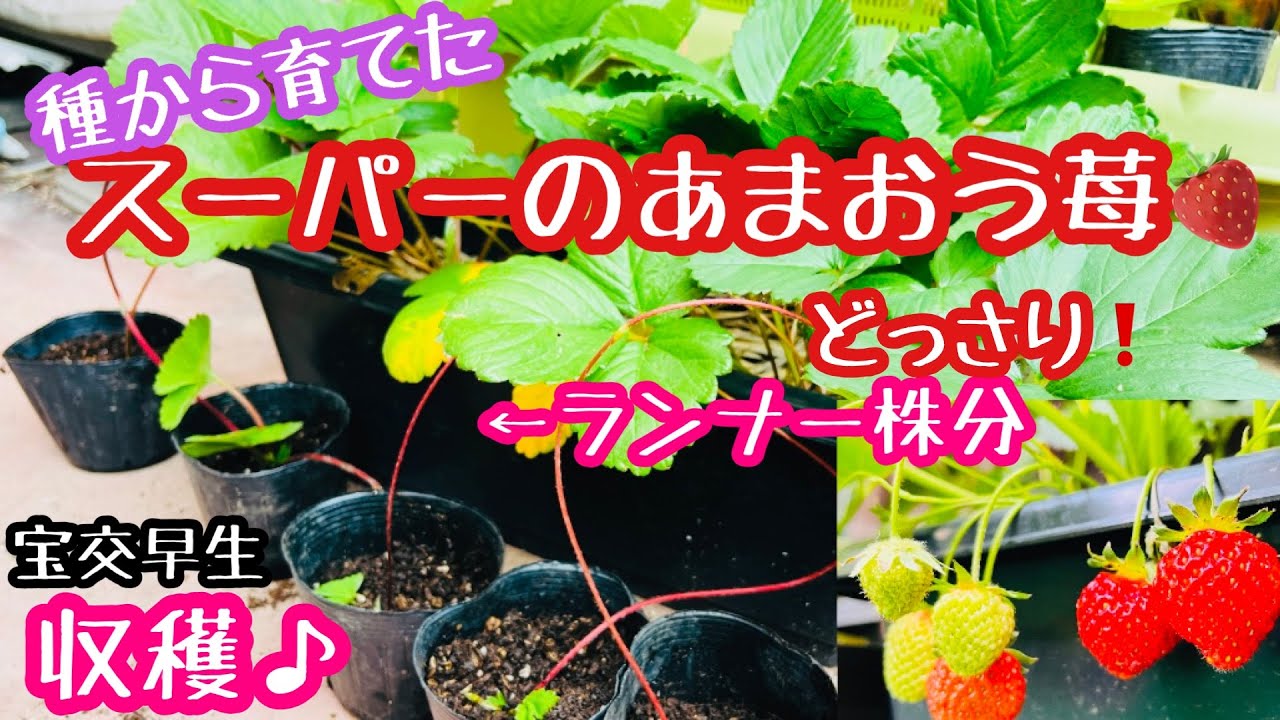【いちご】スーパーの種から育てたイチゴ「あまおう」のランナー株分け＆宝交早生の子株から収穫♪067