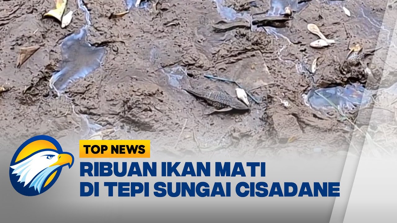 Diduga Tercemar Limbah Pabrik, Ribuan Ikan Mati di Sungai Cisadane - [TOP NEWS]