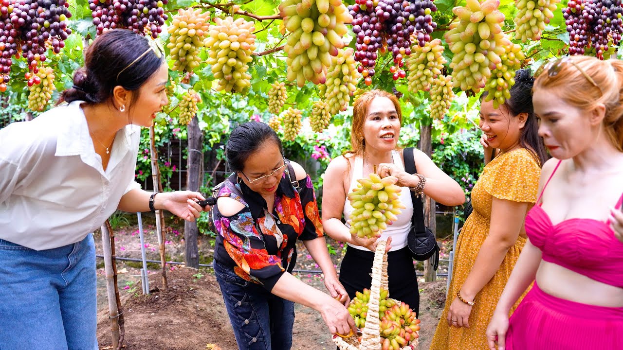 Hiếm thấy Sài Gòn vườn nho trĩu quả rộng hơn 6.000 m2, được tự tay hái hăng say