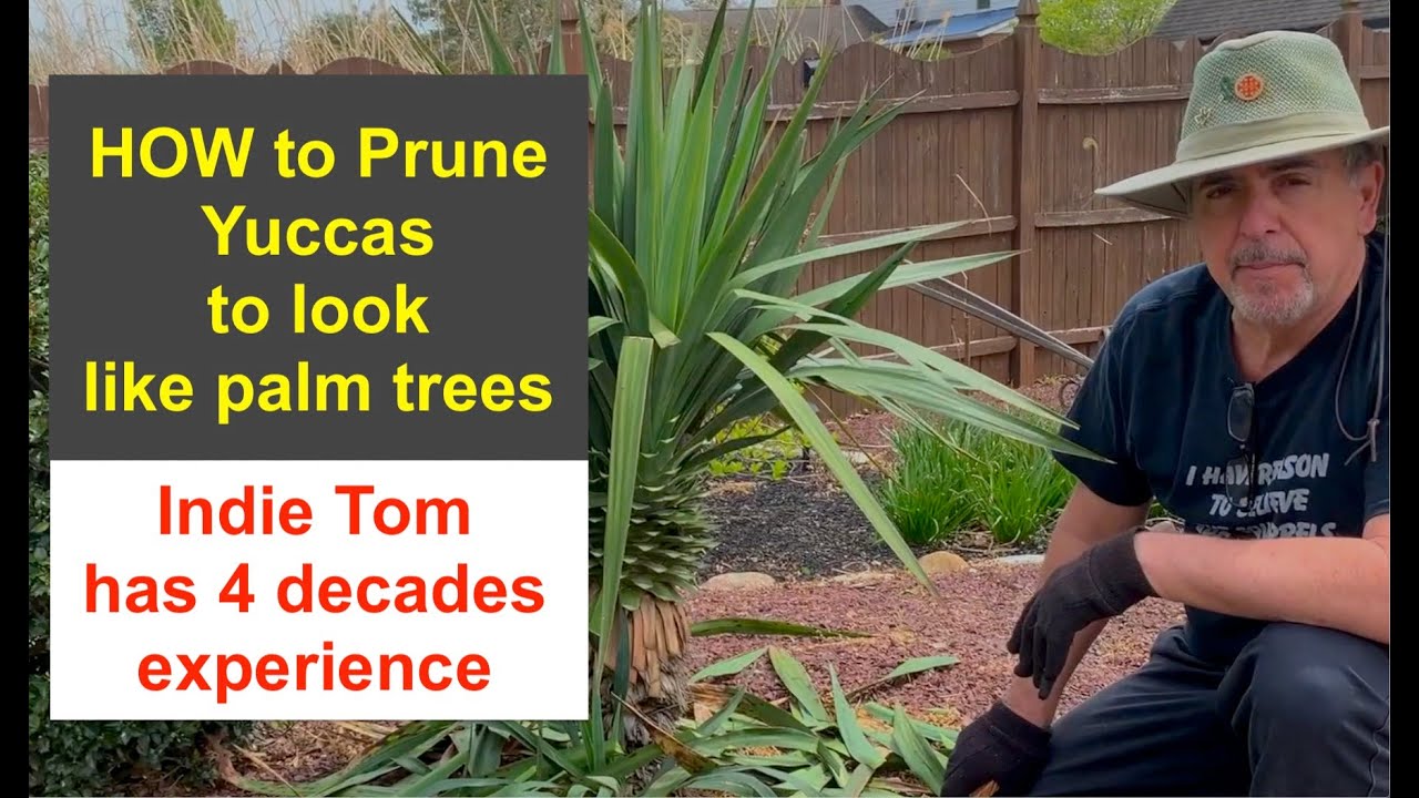 Yucca Palms Prune and Trim a Yucca to look like an exotic palm tree
