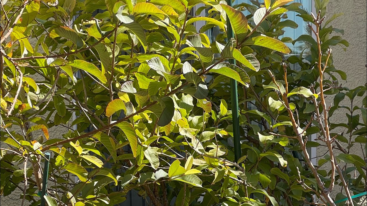 Trimming Tropical Guava Trees in Las Vegas