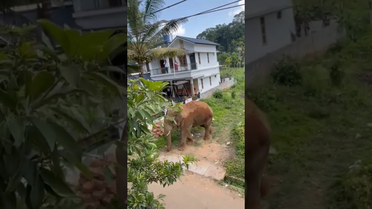 Elephant Attack Wayanad Today #travel #adventureawaits