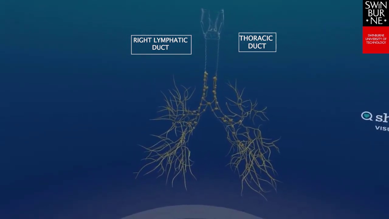 Lymphatic Drainage of the Lungs - ShareCare VR App