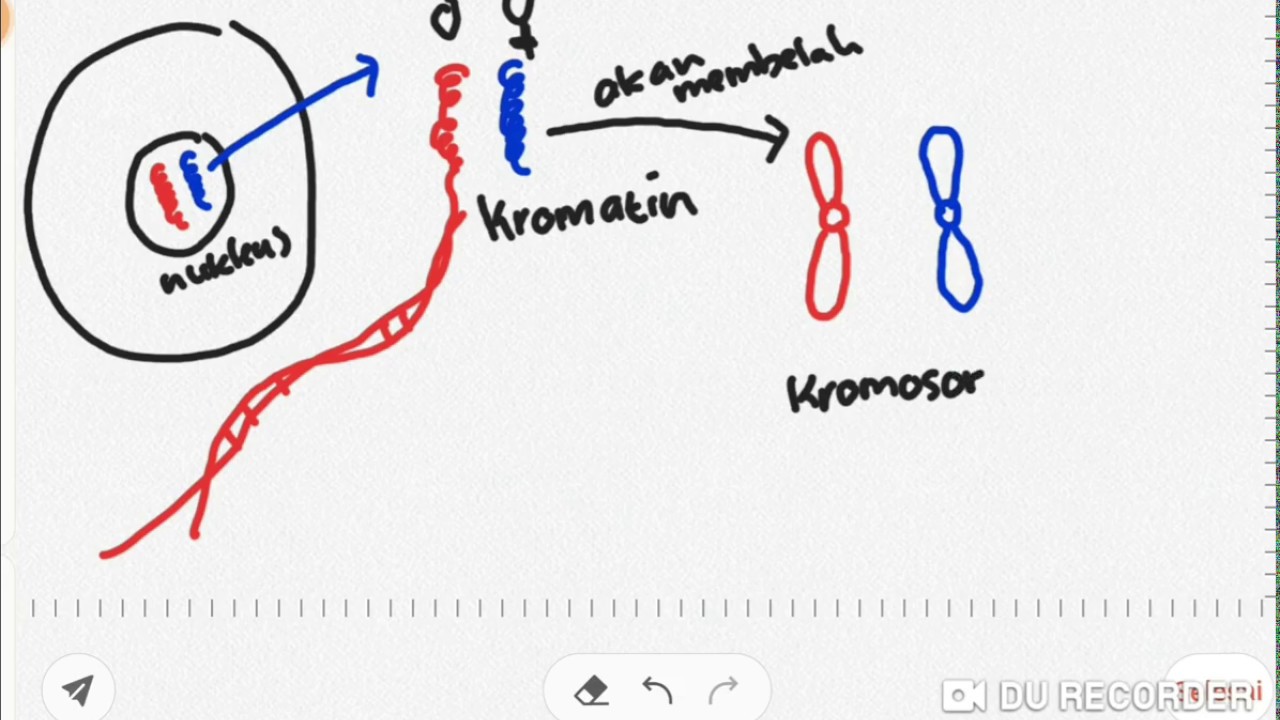 Apa itu kromosom,kromatid,kromatin, kromosom sister, kromosom homolog?