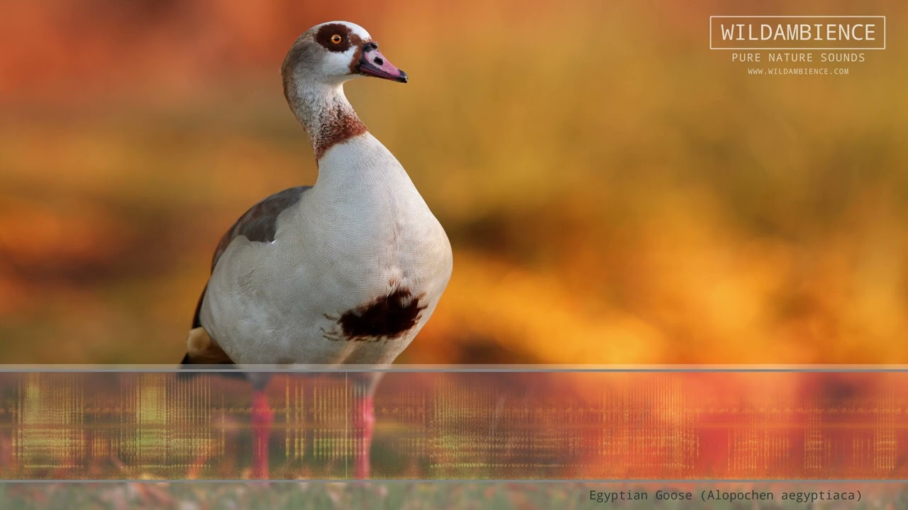 Egyptian Goose Call & Sounds