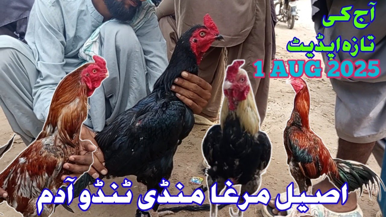 Aseel Murga Mandi Tando Adam Update|| Aseel Murga|| Tando Adam|| Murga Mandi