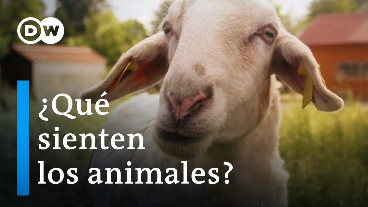 &Eacute;tica y consumo de carne | DW Documental