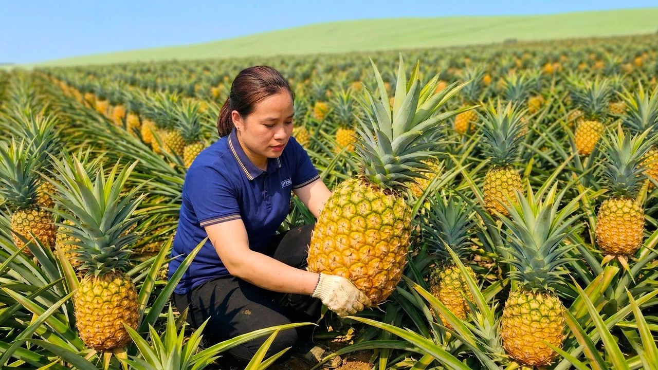 Harvesting A Pineapple Garden And Bringing Them To The Market To Sell With Son, Raising Pigeons