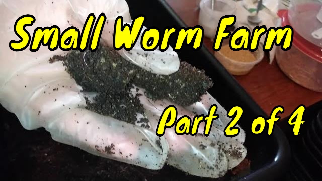 Inside My Cocoon Bin: Where Thousands of Worms Live