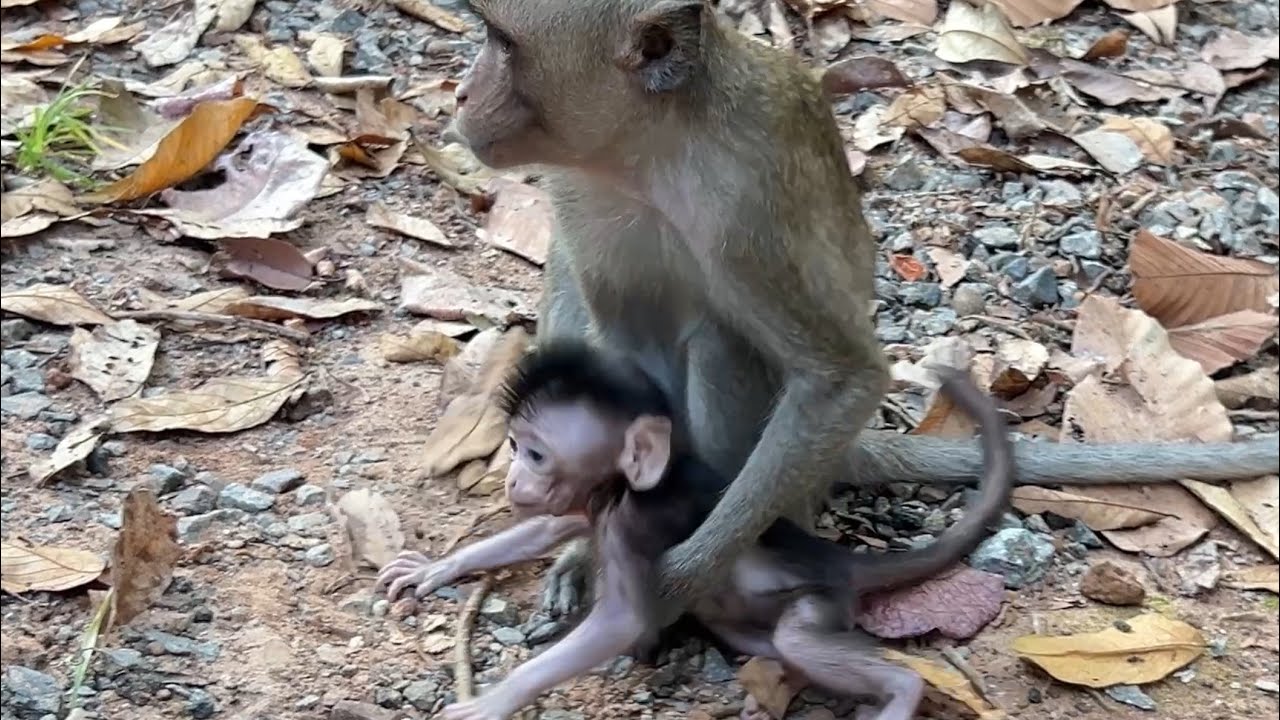 OOH NO! This is unbelievable Monkey Anna carele55 cute BB Amina and other took her run away 