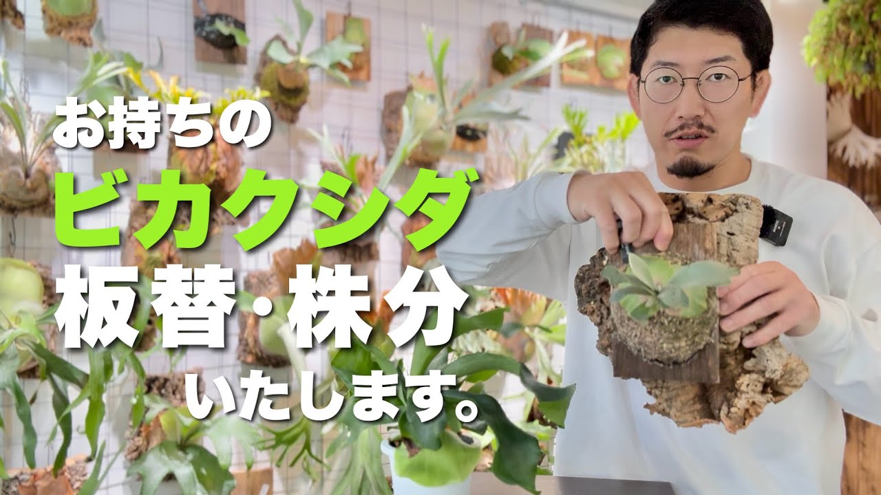 【新サービス開始】お持ちのビカクシダを板替え、株分けいたします。