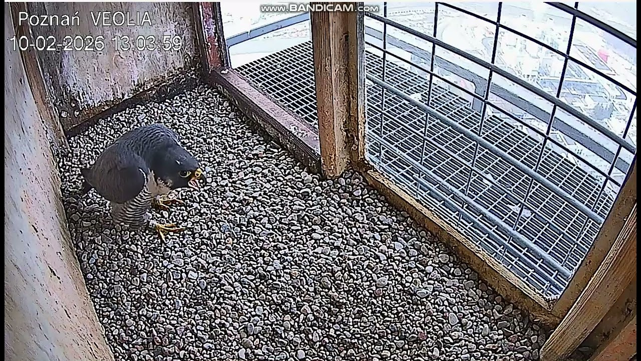 VEOLIA Poznań PL-Velio&Maltanka(?)meeting remotely, he invites her to nest, she on roof-202602101302