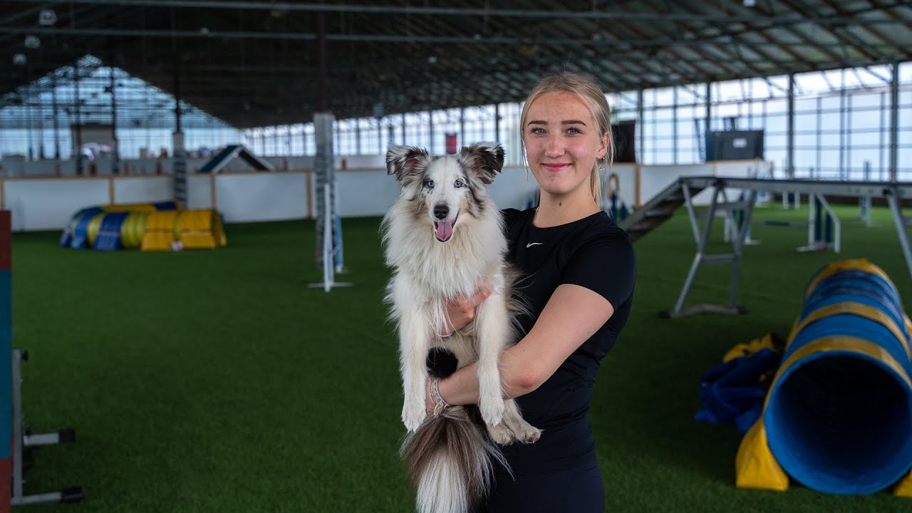 Agility-rata koiran silmin
