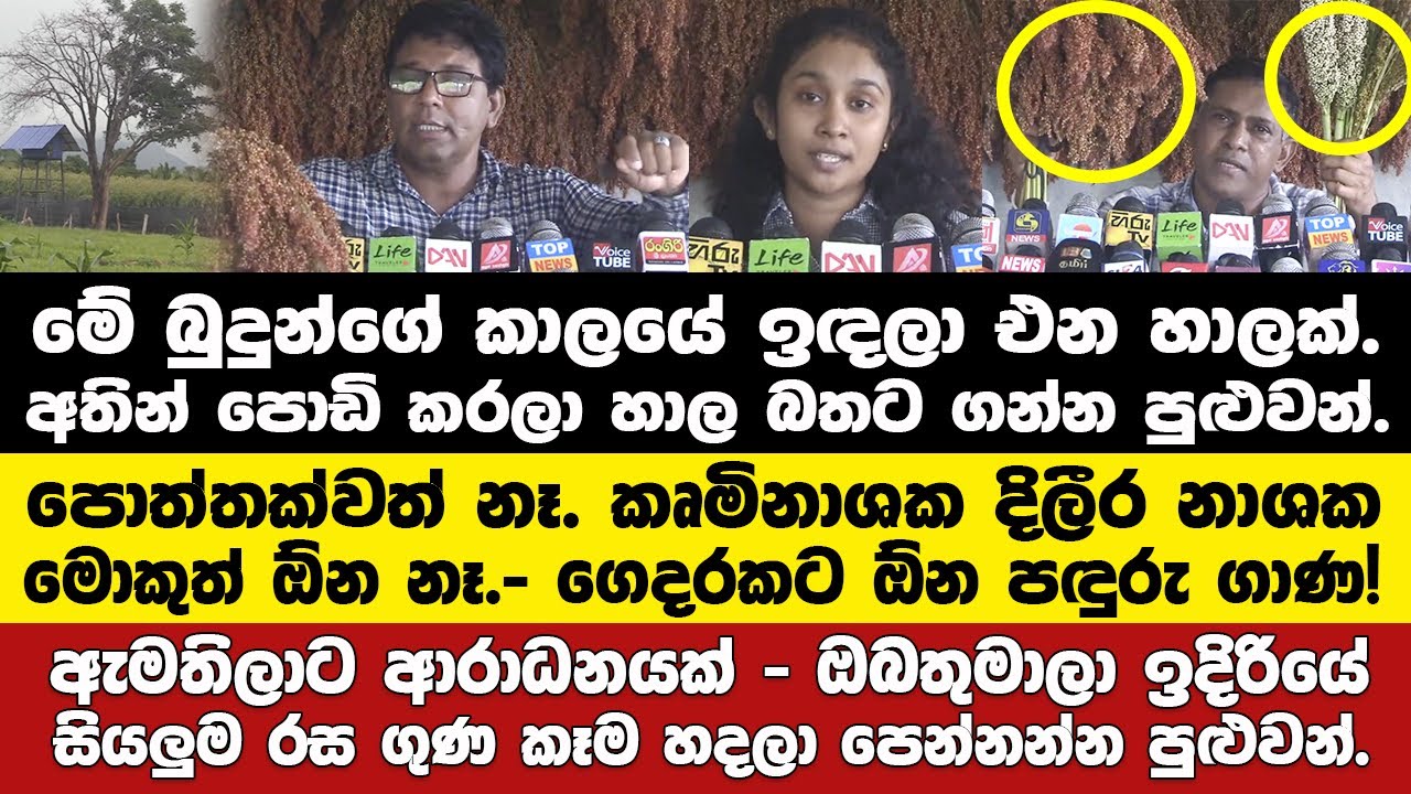 ඕනම කෙනෙක්ට නිදහසේ ගෙදරට ඕන රසගුණ හාල්ටික ගන්න පුළුවන්,රටම අහන්න ඕන කතාවක්.කෘෂි නිලධාරිය රට පටලවලා??