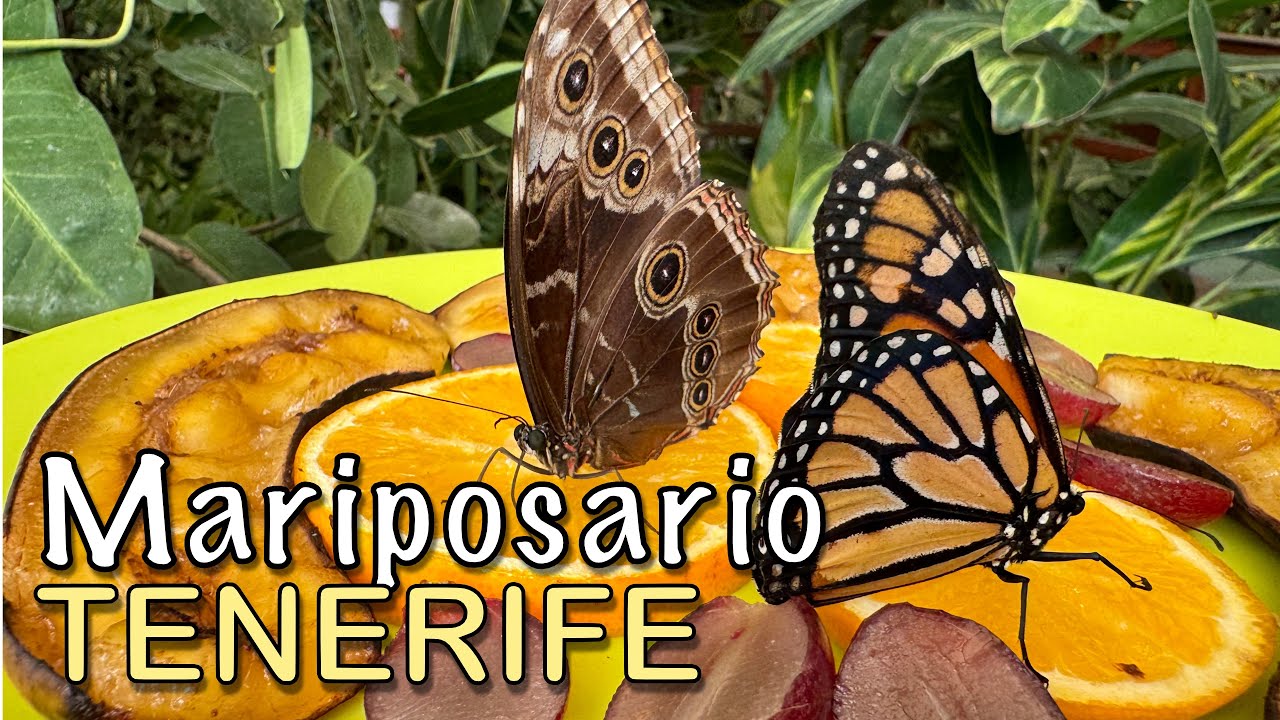 Tenerife - Mariposario / Butterly Park, Icod de los Vinos 🦋 4K HDR